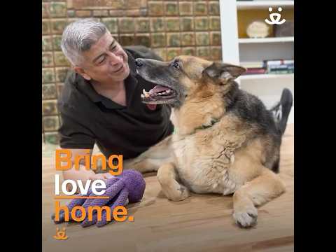 Old dog with mobility issues surprises everyone