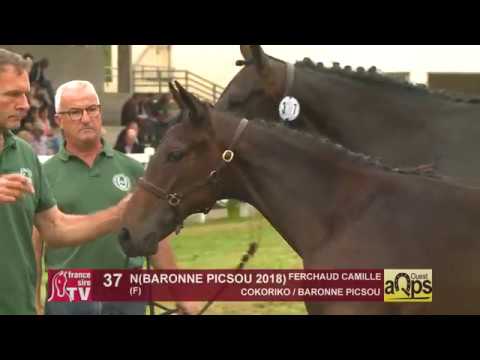 Show AQPS Ouest 2018 : Lot 37 - N(BARONNE PICSOU 2018)
