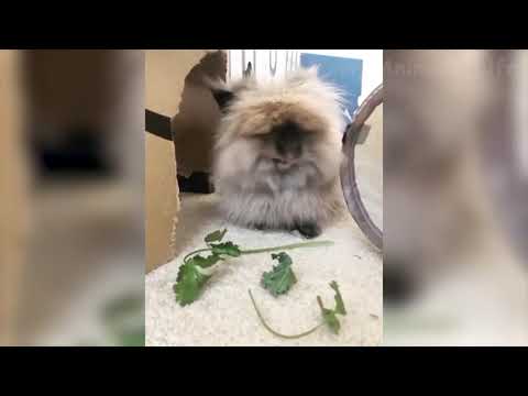 Tenta não rir🤣desses sobrinatural🐶 😻  😇 1