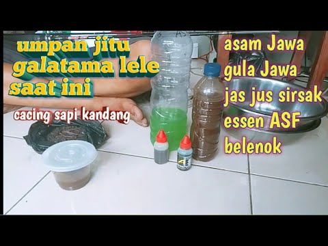 CARA MERACIK CACING CELUP ASAM JAWA...PLUS PLUS👉BUAT GALATAMA LELE. yg lg TRANDING