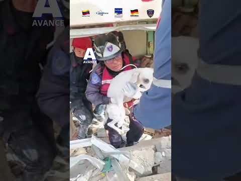 Bomberos Mirandinos rescatan con vida a perrito en La Guaira