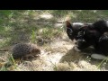 Hedgehog attacks cat