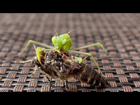 Mantis religiosa Tabi pet #prayingmantis eating