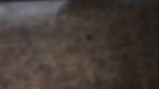 they might be giants - withered hope