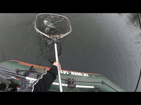 szczupak jest król wód