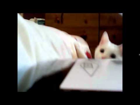 Learning to fly HT F803c quadcopter and cat has a looksie