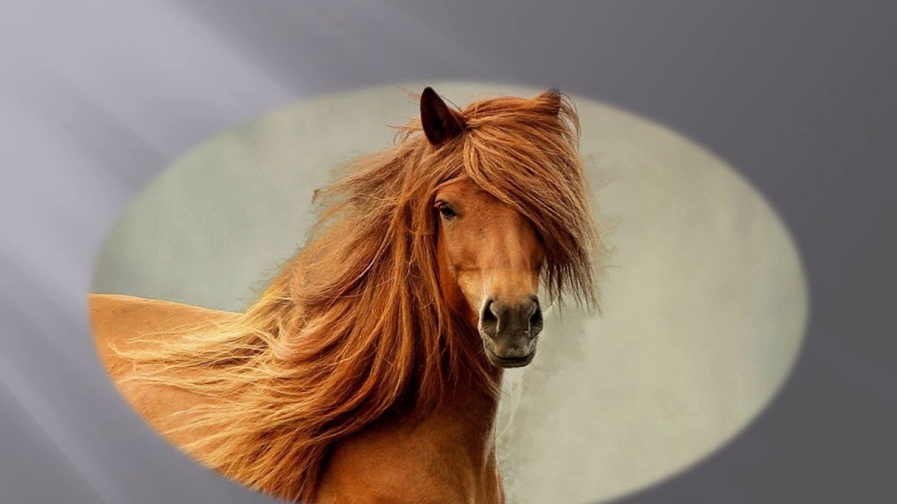 Horses (Student PowerPoint)