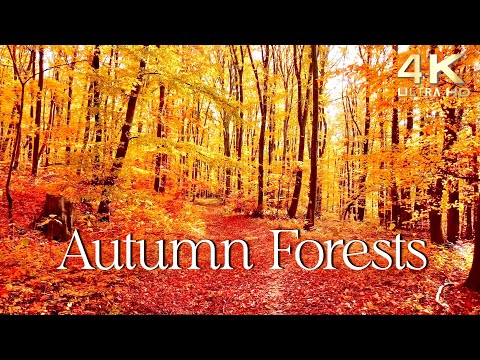 Enchanting Autumn Forests with Beautiful Piano Music - 4K Autumn Ambience & Fall Foliage