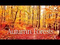 Enchanting Autumn Forests with Beautiful Piano Music - 4K Autumn Ambience & Fall Foliage