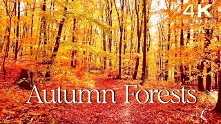 Enchanting Autumn Forests with Beautiful Piano Music - 4K Autumn Ambience &amp; Fall Foliage