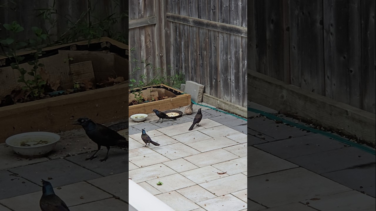 Common grackles and Dove 🕊 fighting at the bird feeder l #shorts #canada #ytshorts #trendingshorts