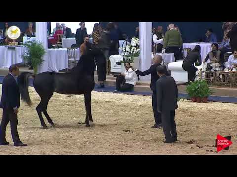 N.49 H GEYSER - SEWC 2019 - 3 Years Old Colts (Class 6)