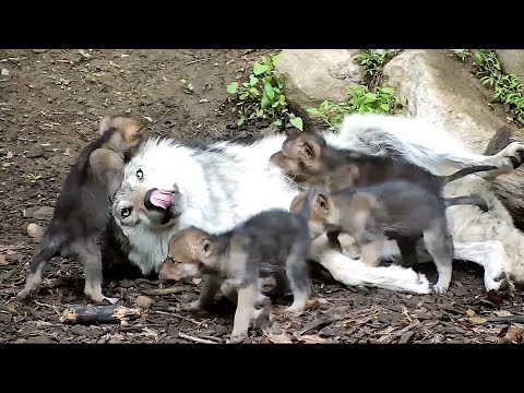 Wolf Babysits Her Rambunctious Newborn Siblings