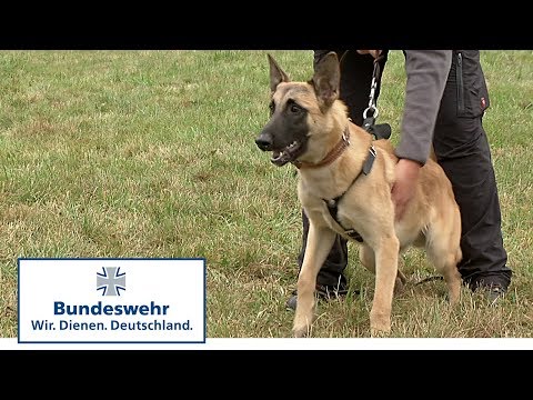 Vom Welpen zum Diensthund der Bundeswehr Teil 4 / 5