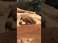 Mouflon à Manchettes : Zoo de Rabat #mouflon #mouflonamanchettes