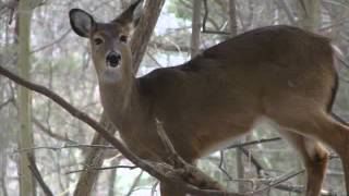 LORD I LIFT YOUR NAME ON HIGH LYRICS