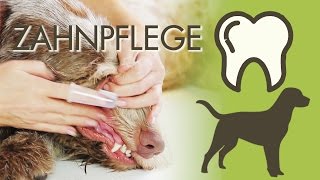 Zahnreinigung beim Hund - Diese Tipps könnt ihr zu Hause anwenden