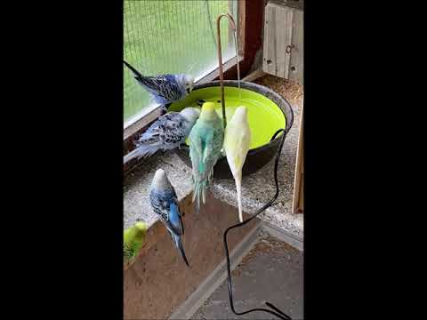 2021 04 22 Der Vogelbrunnen aus Bayern