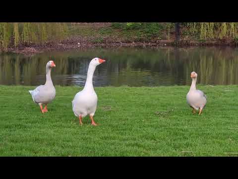 Geldermalsen, Netherlands. Bike ride. Let's look around the streets and backstreets.
