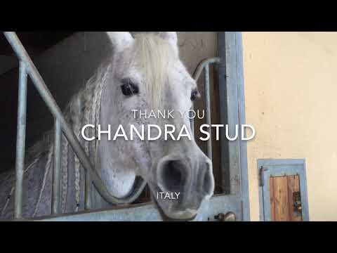 Chandra Arabians