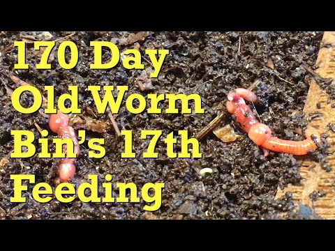 ANC worms get (non-lasagna) feeding #17 on day 170 - vermicompost