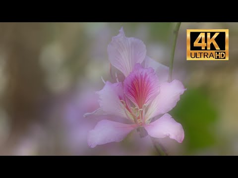 4K 攝影/觀鳥教學4 屯門 宮粉羊蹄甲 - 港版 河津櫻 Hong Kong Tuen Mun Bauhinia variegata