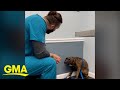 The Story Behind Viral Video Of Vet Building Trust With Scared Dog L GMA