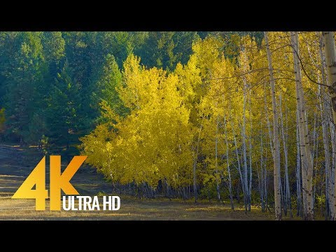 Fall Foliage Episode -1 Trailer | 4K UHD  Beautiful Nature Scenery with Music
