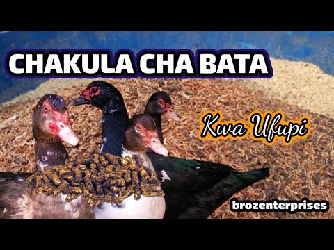 , title : 'Chakula Cha Bata || Nimetumia Chakula Hiki Kwa Bata Ndani Ya Miezi Mitatu Na Matokeo Nimeyapata ⭐⭐⭐'