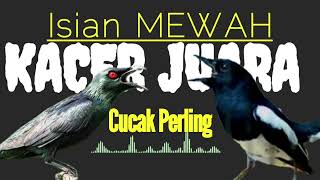 Download lagu Kacer JUARA Pake ini Bos! Cucak Perling/Keling Masteran Burung Figther. mp3