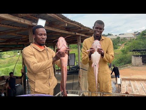 How to produce 1 ton of catfish from 1,000pcs juveniles