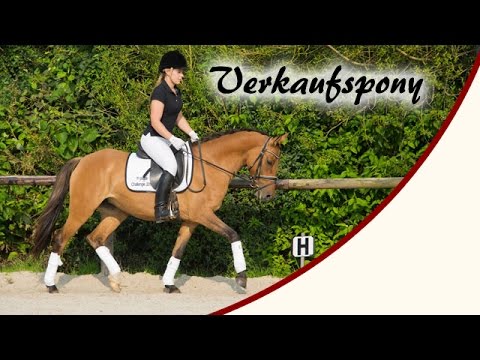 = VERKAUFT = "Daddy's little Darling" - Deutsches Reitpony Stute von FS Daddy Cool (*2010)