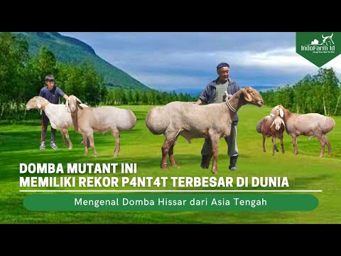 , title : 'Domba Hissar Ras Domba Super dari Asia Tengah'