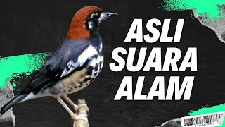 Download lagu ANIS KEMBANG , PUNGLOR KEMBANG GACOR NGEPLONG NGECIS NRAKTAK DI PAGI HARI mp3