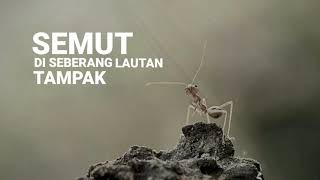 Download lagu Tony Q _ Semut dan Gajah | inspirasi lirik mp3