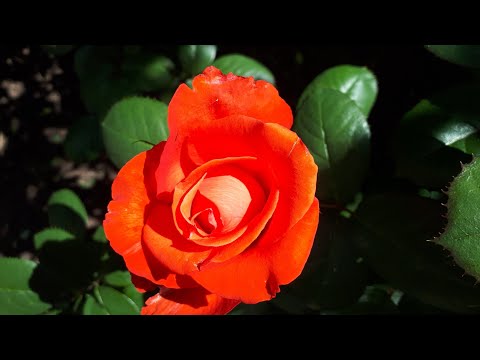 Признание в любви из красивых роз.