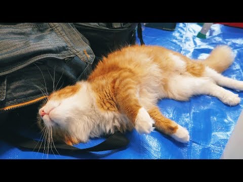 Haku falls in love with our AC cleaning man