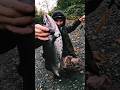 Nice Coho Salmon Puts up a Fight! 🎣