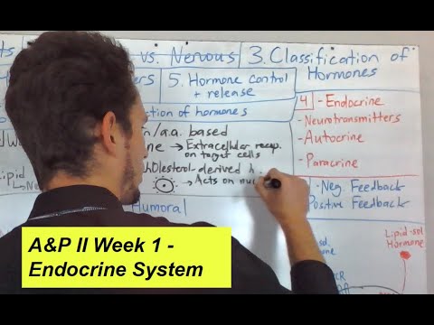 Endocrine System & Hormone Overview (1)