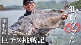 狙えロクマル！ノッコミシーズンの宇和島巨チヌ挑戦記【チヌフカセ】