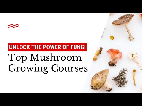 Unlock the Power of Fungi: Top Mushroom Growing Courses