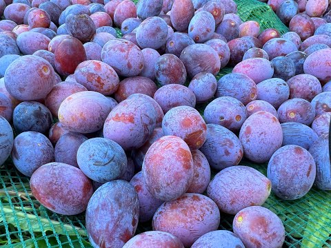 Raccolta ramassin in Valle Varaita: bilancio e caratteristiche del prodotto