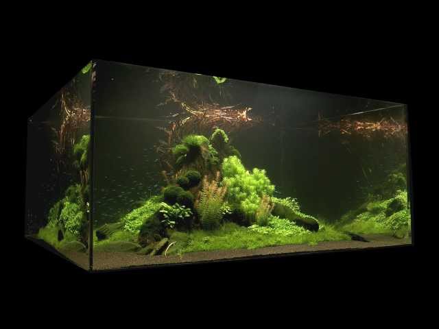 Nature's Chaos Aquascape 1 Year Old by James Findley