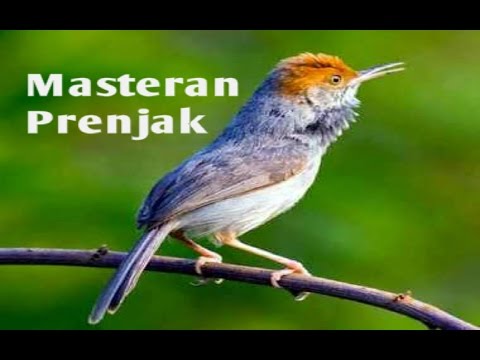 Prenjak Novyj Trend Smotret Onlajn Na Sajte Trendovi Ru