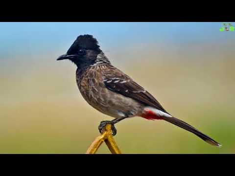 Muhteşem Bülbül Ve Su Sesi, Kuş Sesleri, Nightingale, Birds Singing, Dinlendirici Rahatlatıcı Müzik