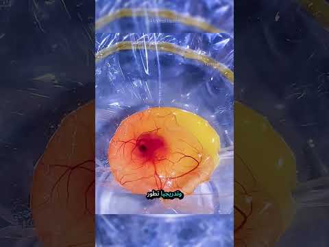 أنقذوا بيضة سلحفاة مكسورة 🐢