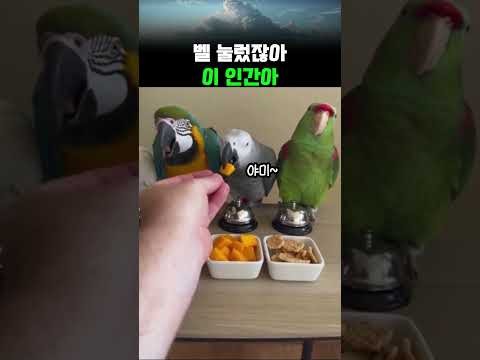 약속 어긴 집사에게 극대노하는 앵무새 #쇼츠 #공감 #웃긴영상 #유머 #animals #shorts
