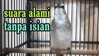 Download lagu Suara alami burung trucuk tanpa isian cocok untuk masteran #trucukan mp3 Download lagu Suara alami burung trucuk tanpa isian cocok untuk masteran #trucukan mp3