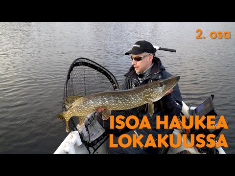 Isoa haukea lokakuussa a´la Hannu Vesaranta
