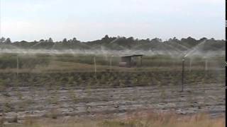 preview picture of video 'Blueberry Farm Sprinklers in North Carolina 042909'